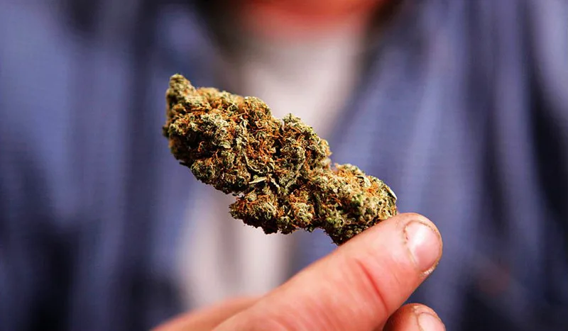 人类以外最聪明10大动物,乌鸦也能榜上有名 - 手机虎扑-APP下载